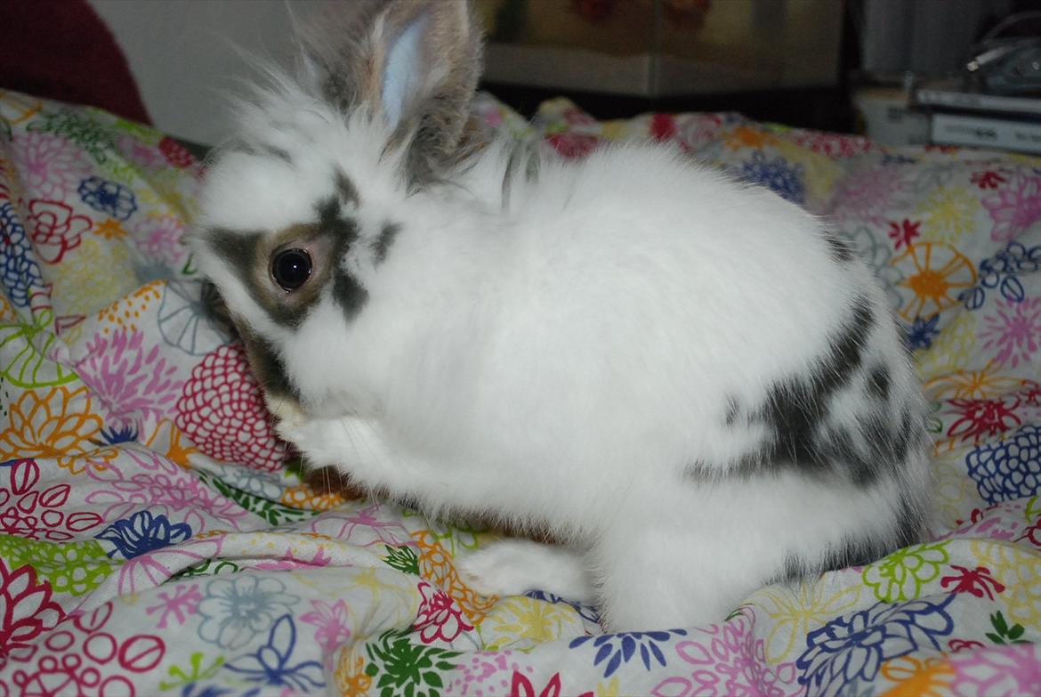 Kanin Mr. Happy billede 10