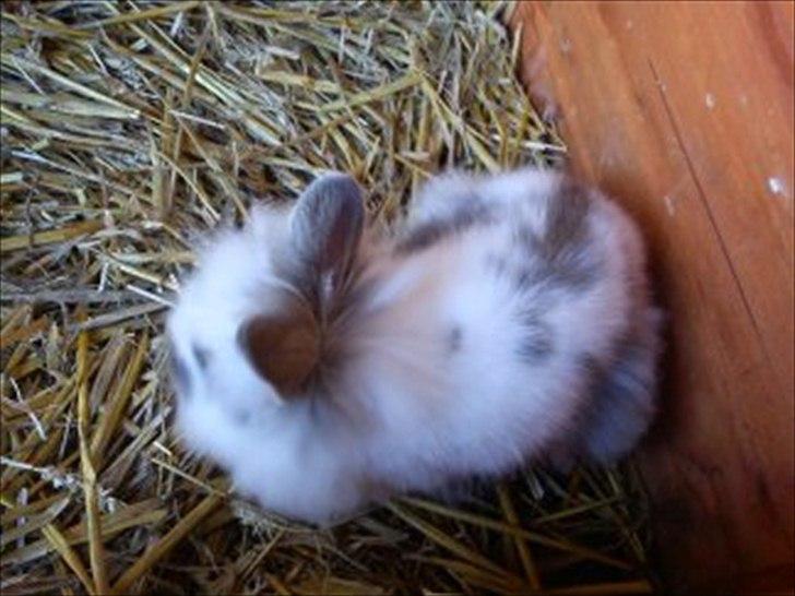 Kanin Mr. Happy billede 11