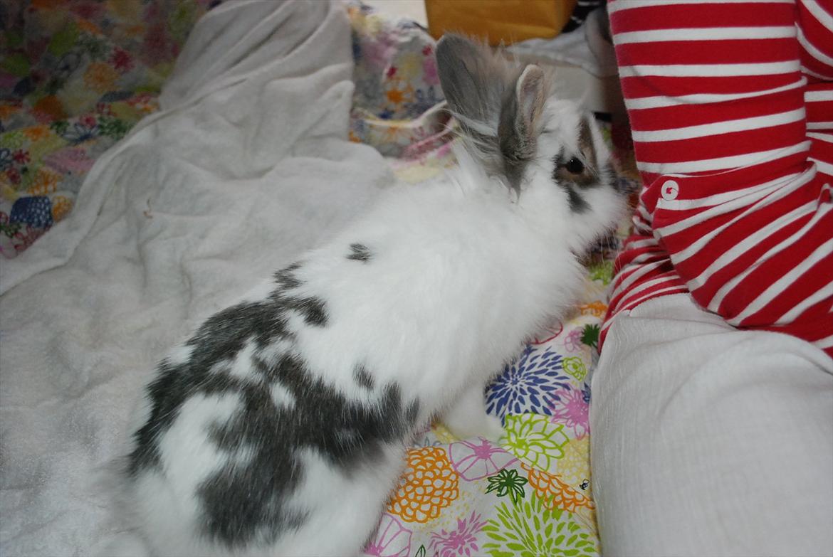 Kanin Mr. Happy billede 12