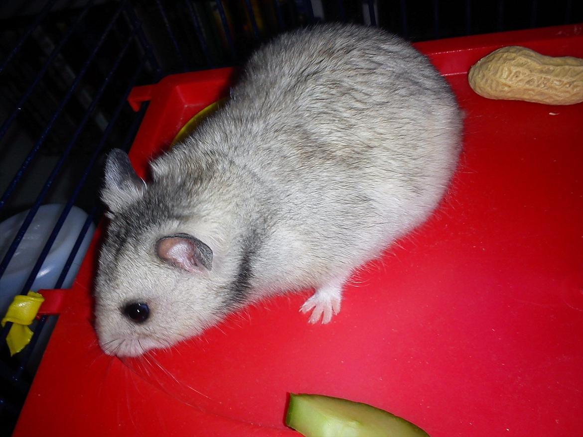 Hamster Fanta billede 12