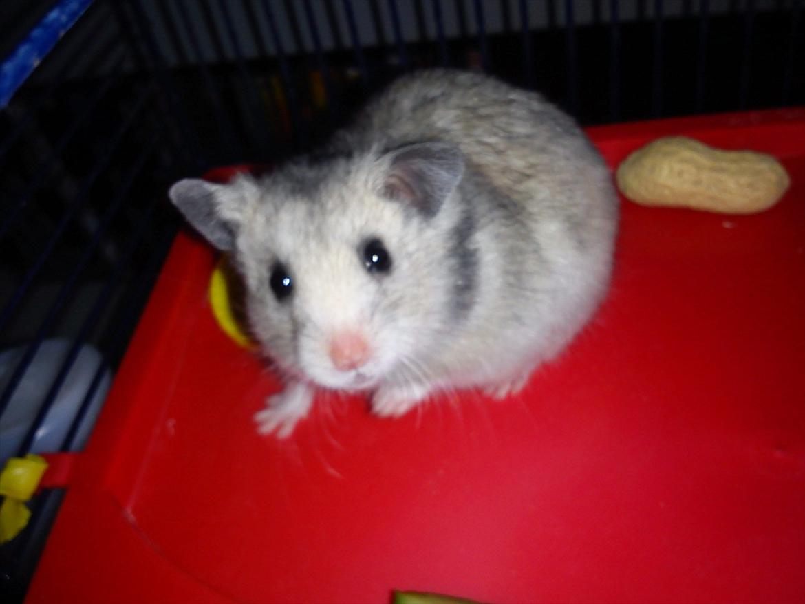 Hamster Fanta billede 2