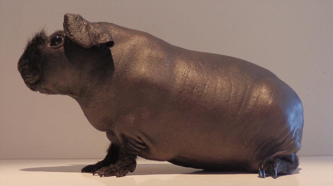 Marsvin Pivi Kvik Fita - Smukke Pivi Kvik Fita, 4½ mdr billede 2