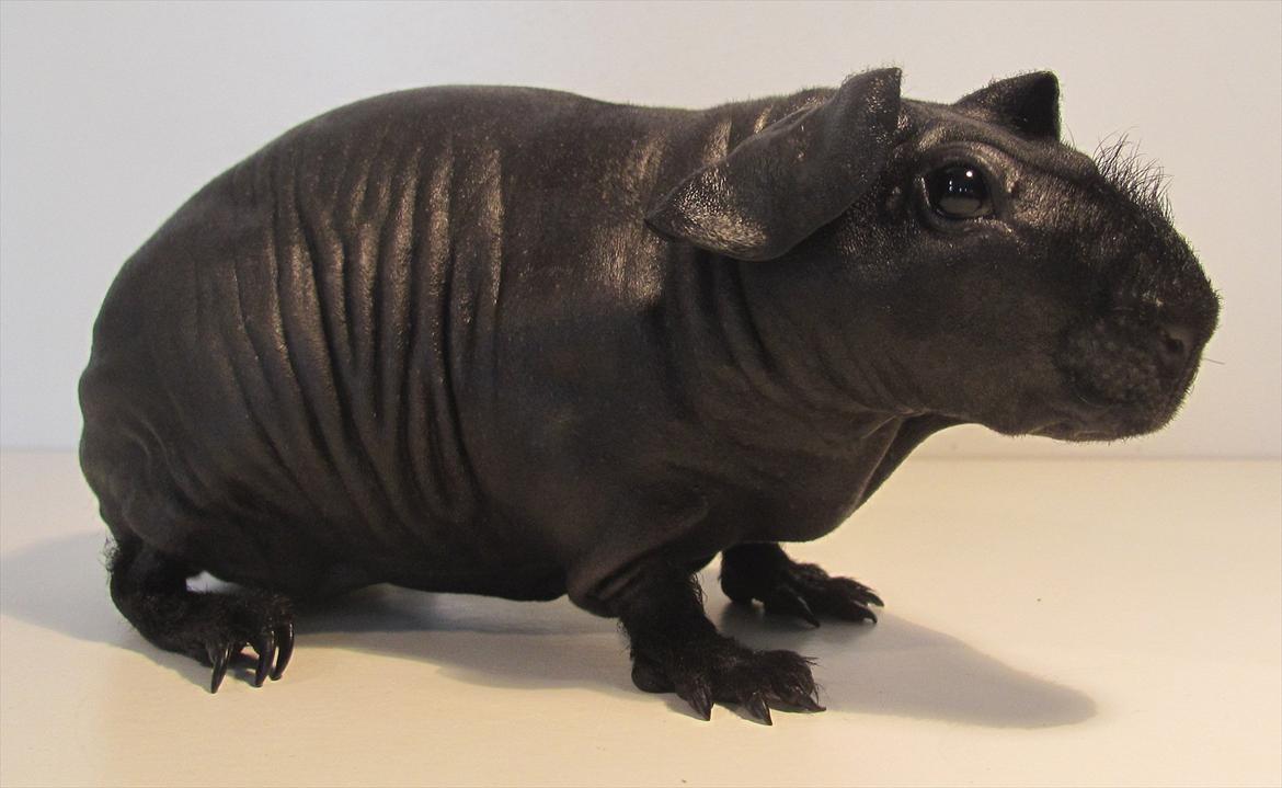 Marsvin Pivi Kvik Fita - Pivi Kvik Fita  2 mdr billede 4