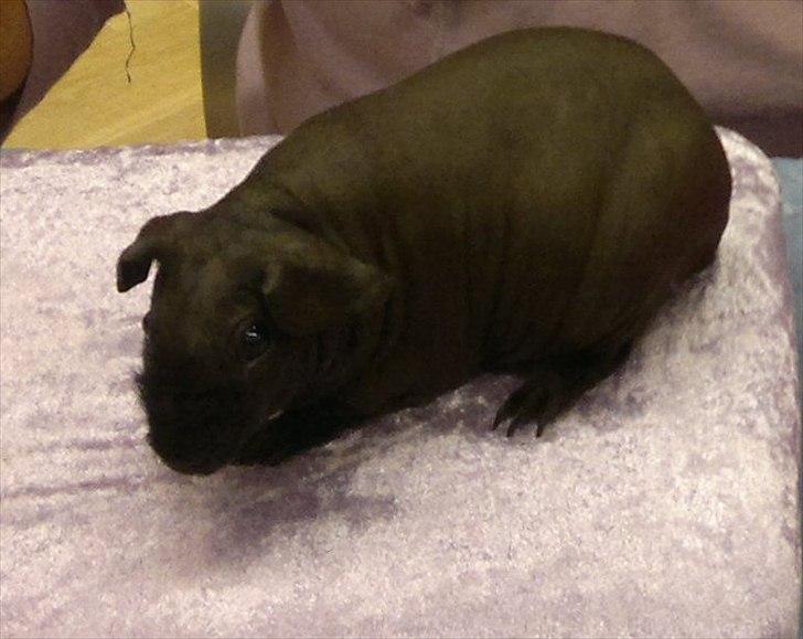 Marsvin Pivi Kvik Fita - 1. udstilling 3 mdr billede 6