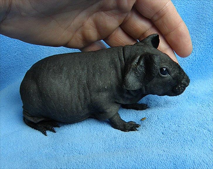 Marsvin Pivi Kvik Fita - Pivi Kvik Fita.. Helt ny billede 3