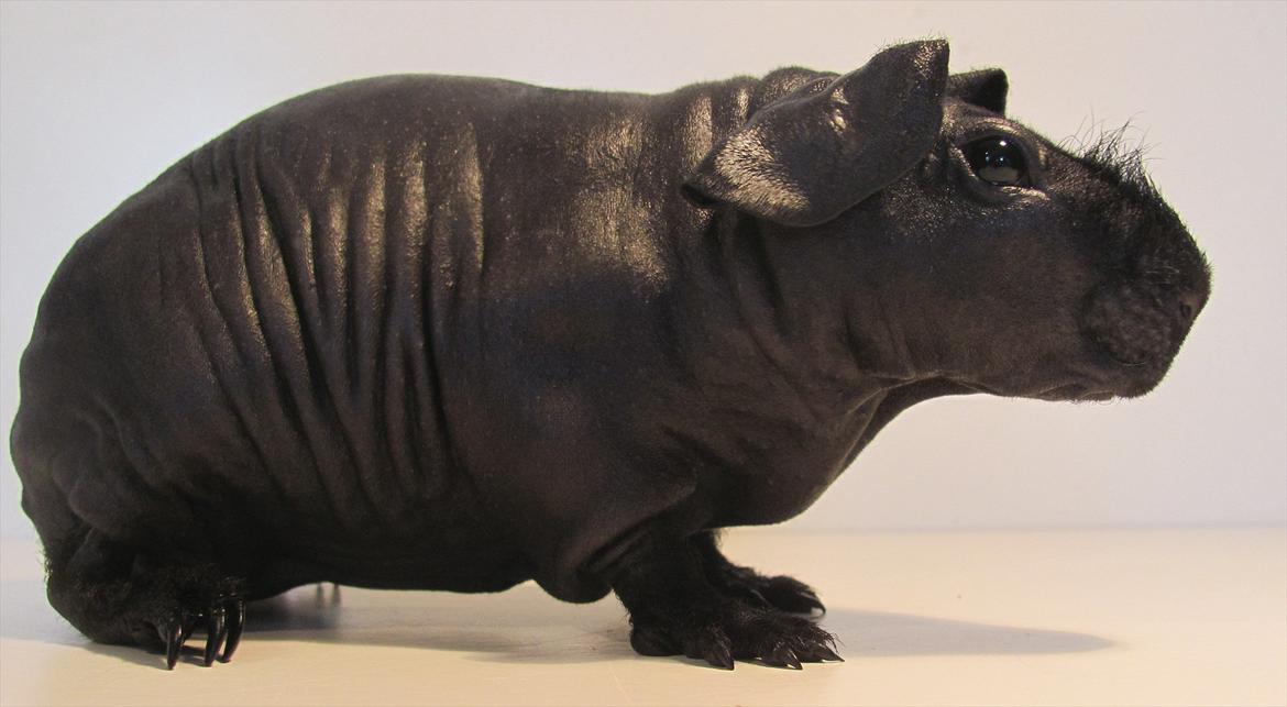 Marsvin Pivi Kvik Fita - 2 mdr billede 5