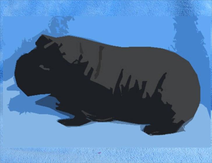 Marsvin Pivi Kvik Fita - for sjov billede 7