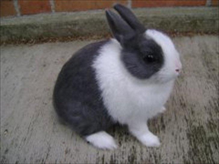 Kanin Hermelingårdens Tiny - Tiny 3mdr. billede 4