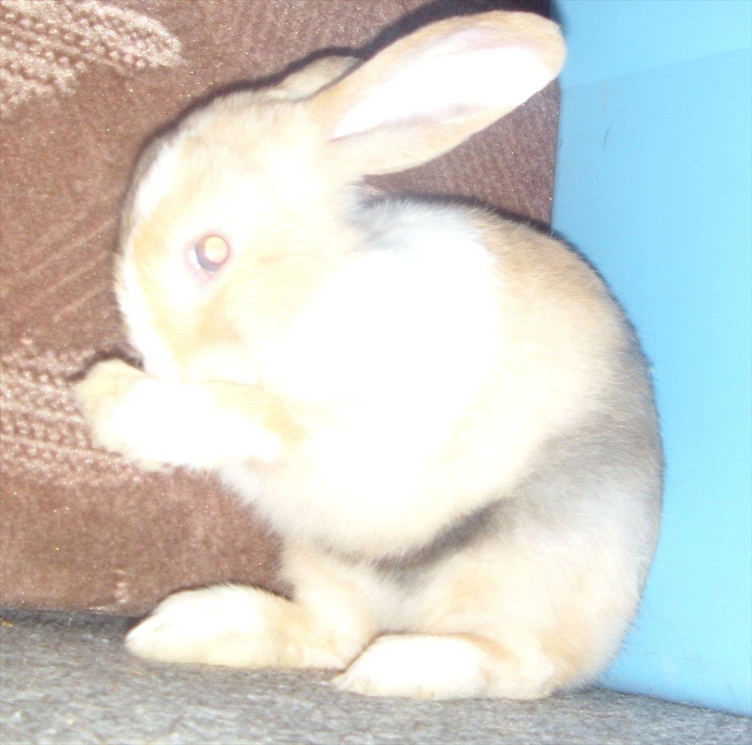 Kanin snuppi billede 3
