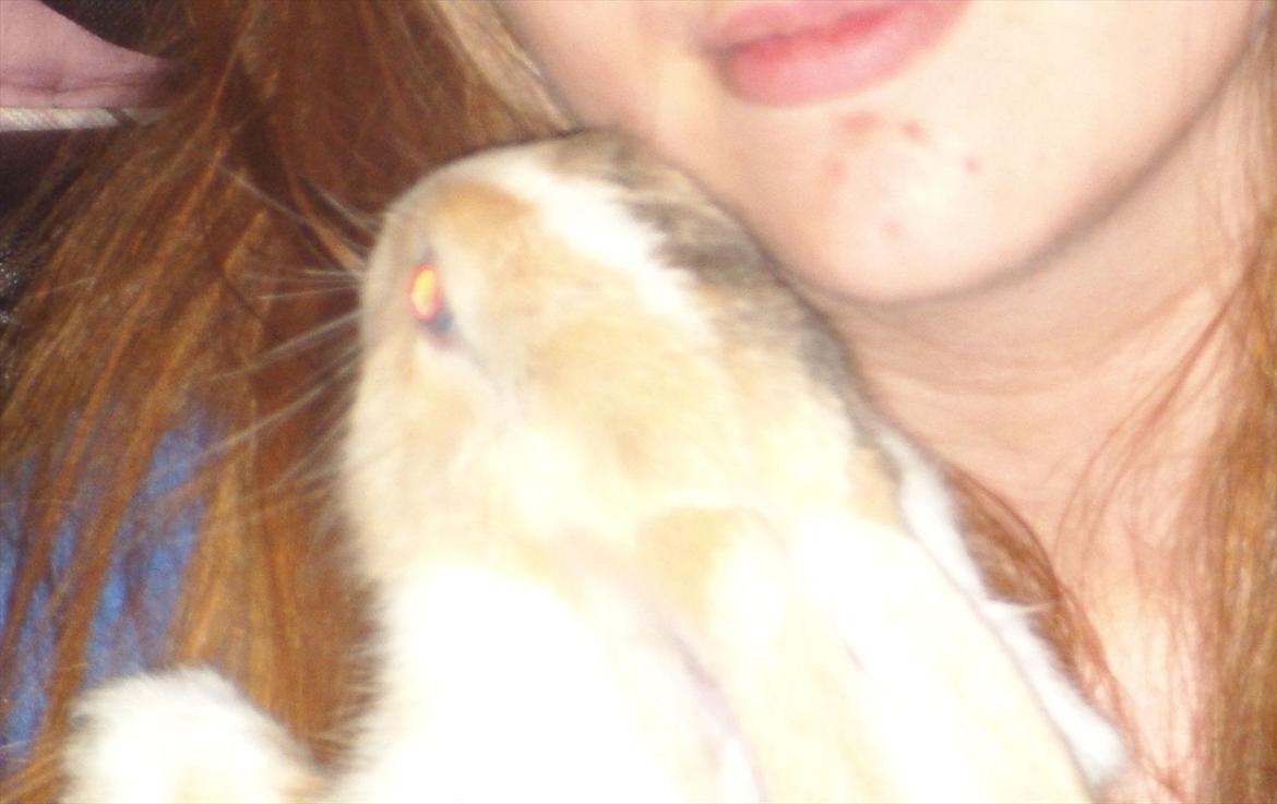 Kanin snuppi billede 4