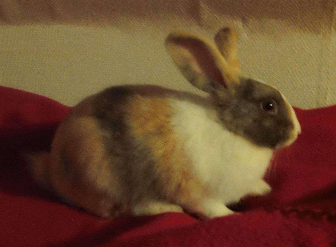 Kanin snuppi billede 5