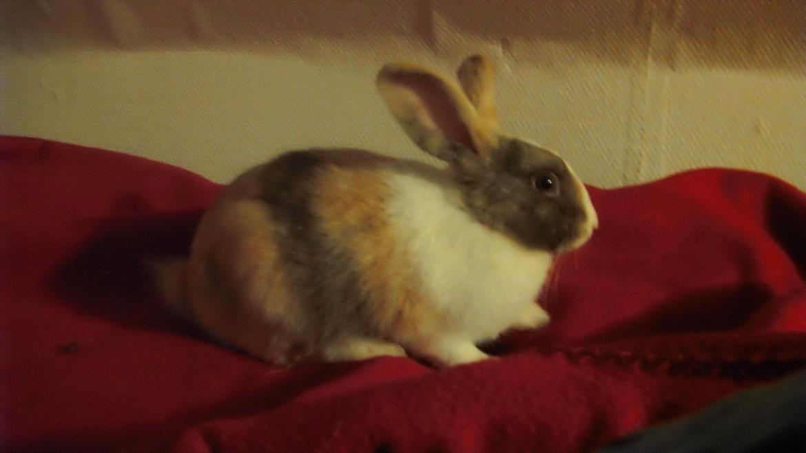 Kanin snuppi billede 2