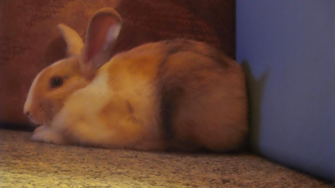 Kanin snuppi billede 6