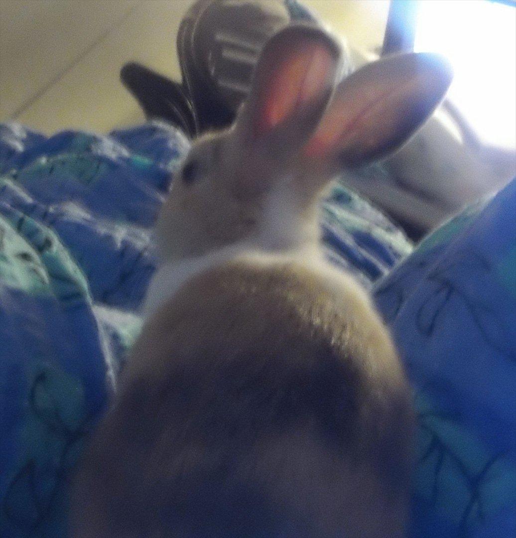 Kanin snuppi billede 7