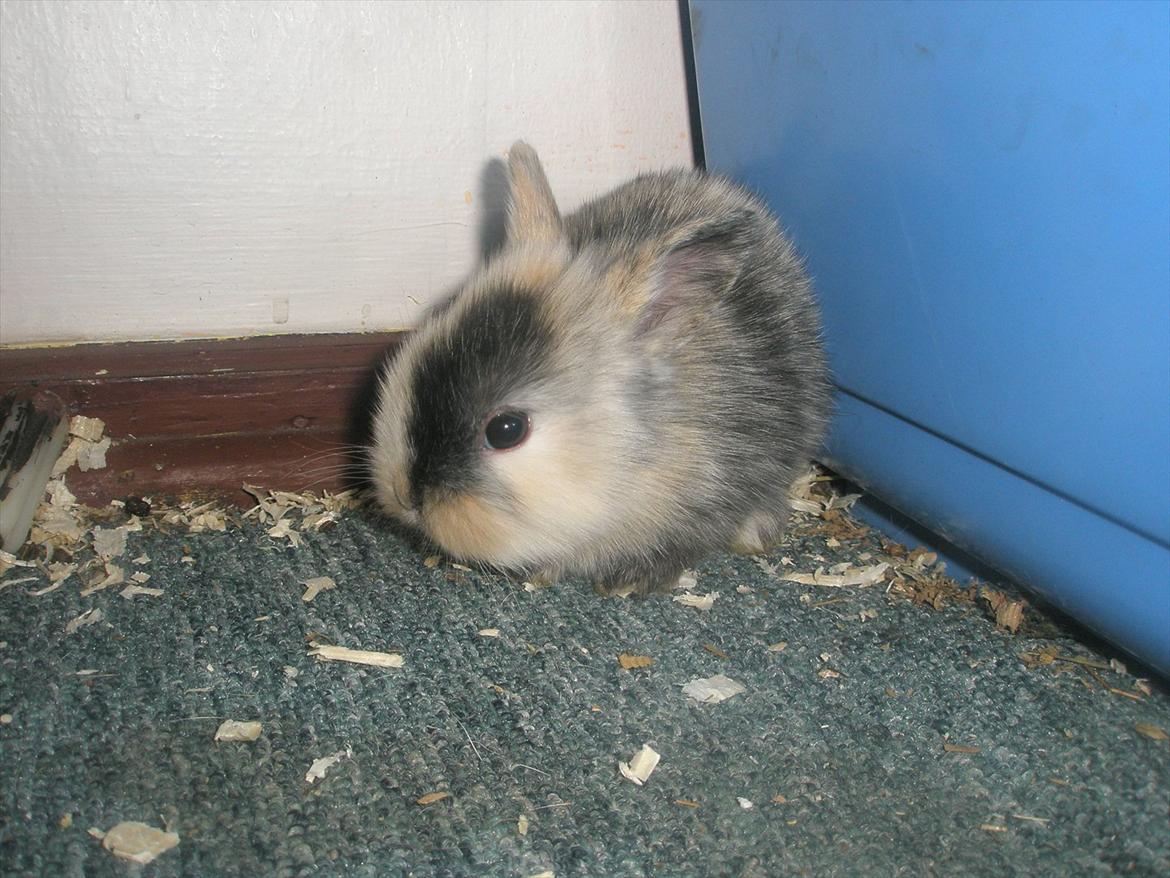 Kanin Bunnie<3 :'D billede 15