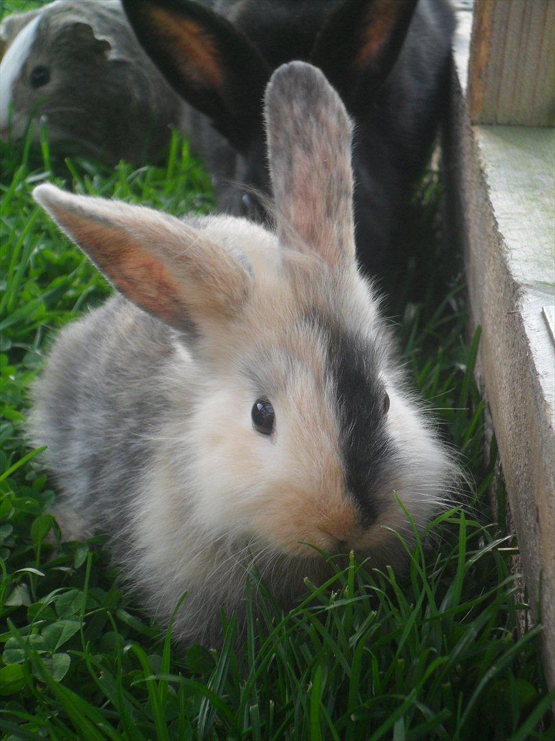 Kanin Bunnie<3 :'D billede 16