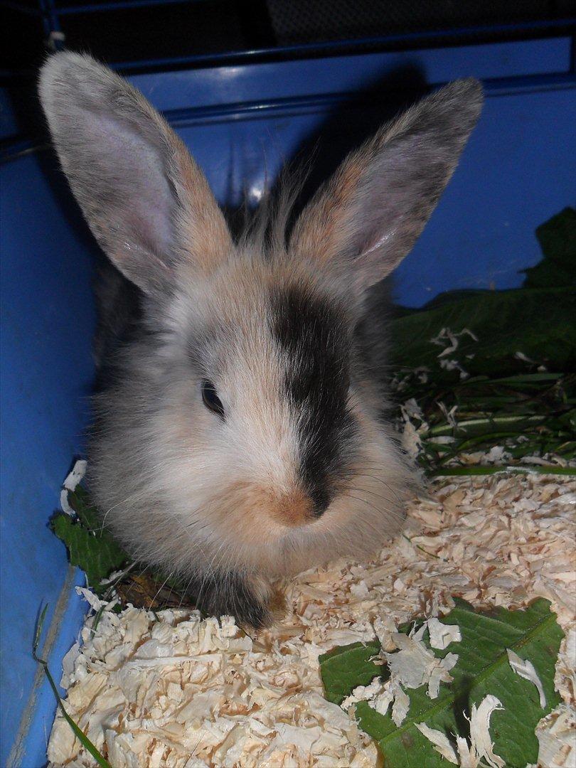 Kanin Bunnie<3 :'D billede 17