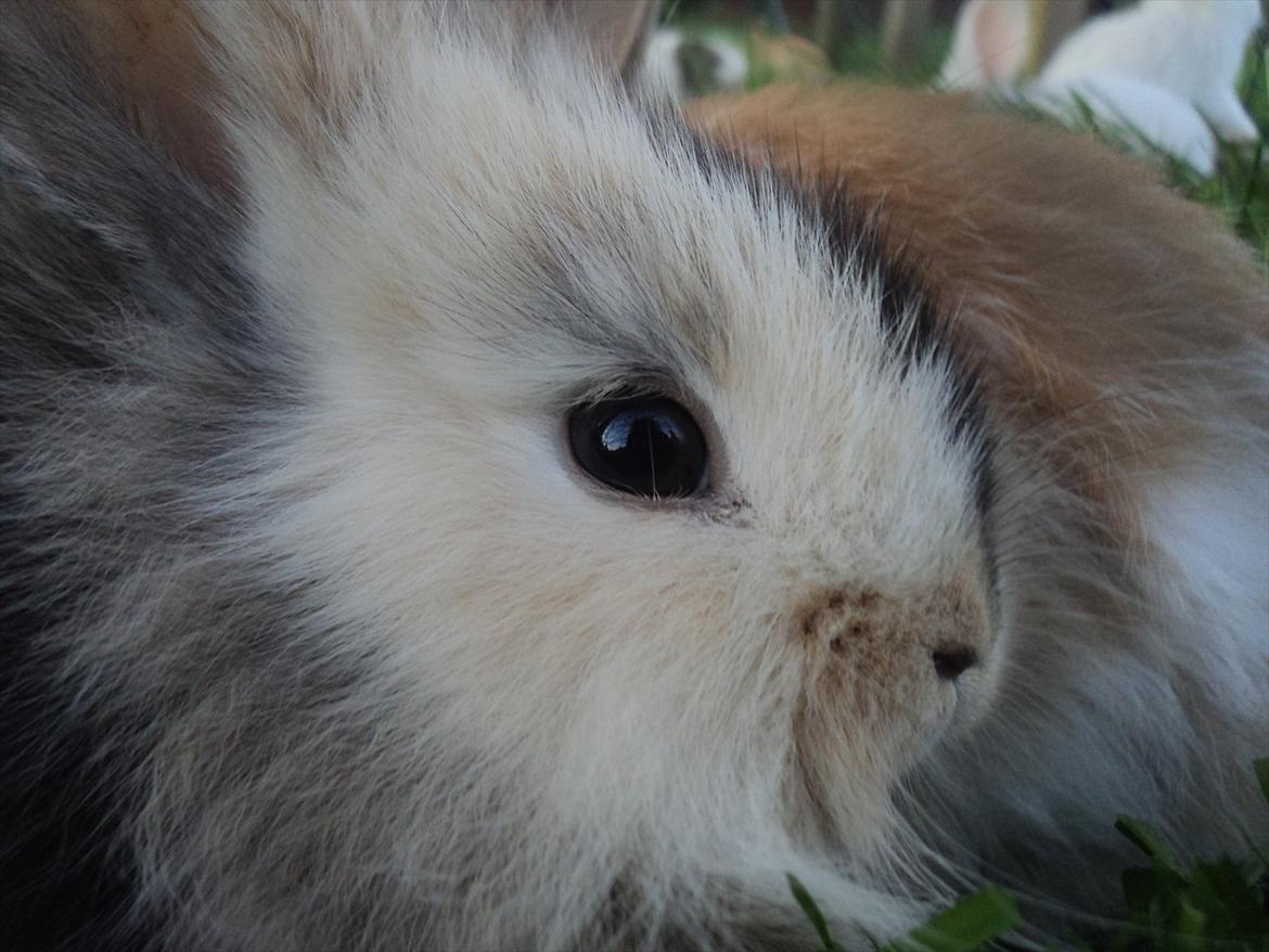 Kanin Bunnie<3 :'D billede 18