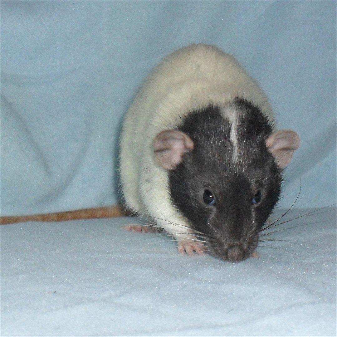 Tamrotte Benzantio billede 1