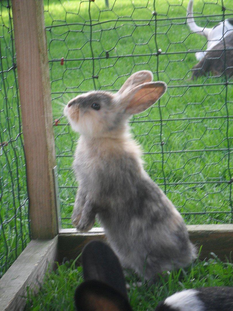 Kanin Bunnie<3 :'D billede 20