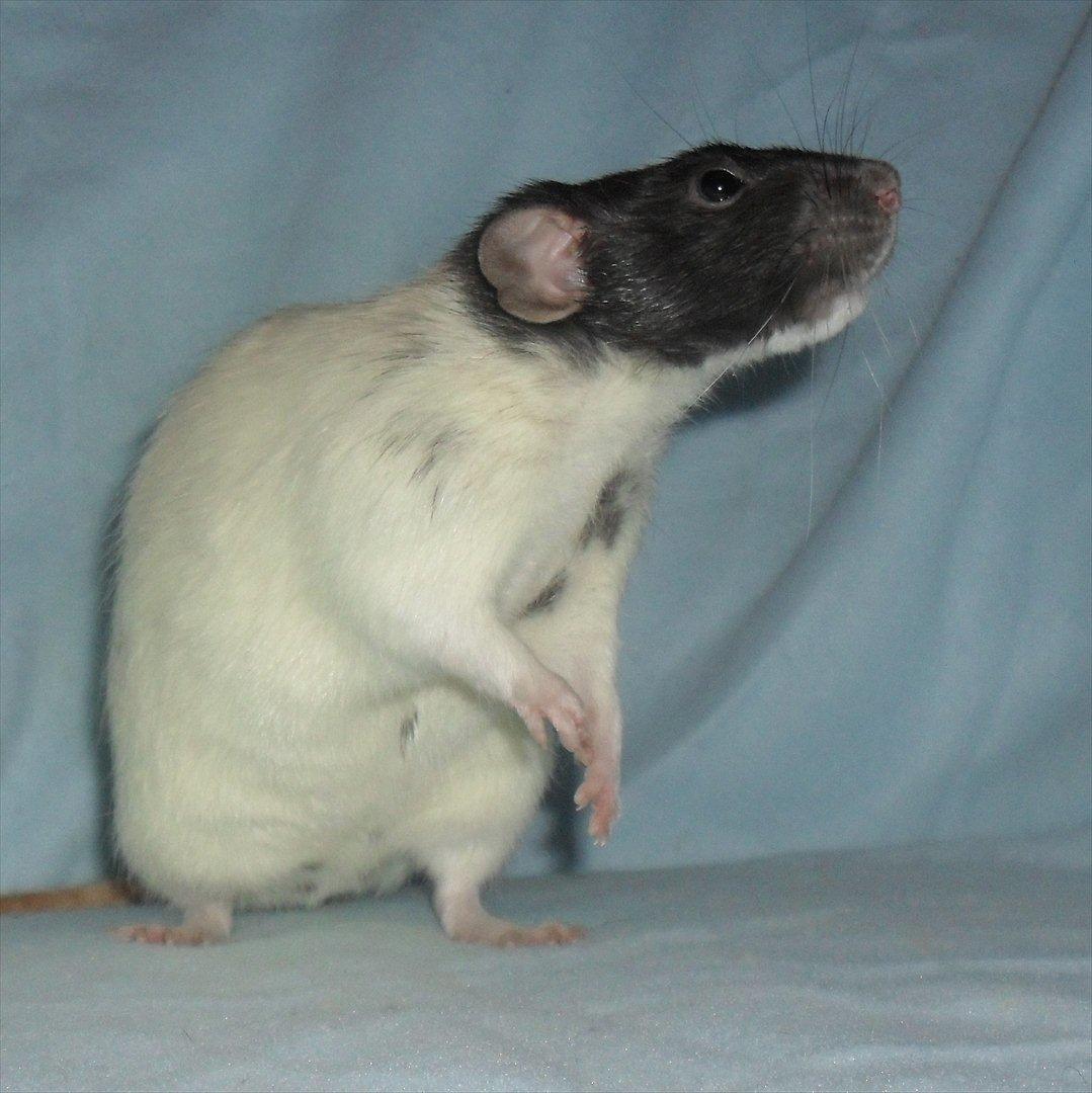Tamrotte Benzantio billede 3
