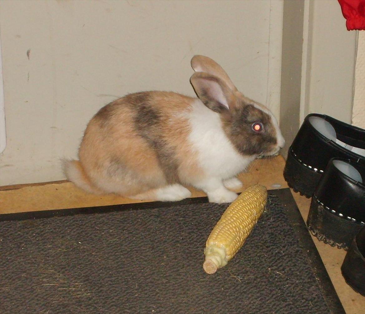 Kanin snuppi billede 8