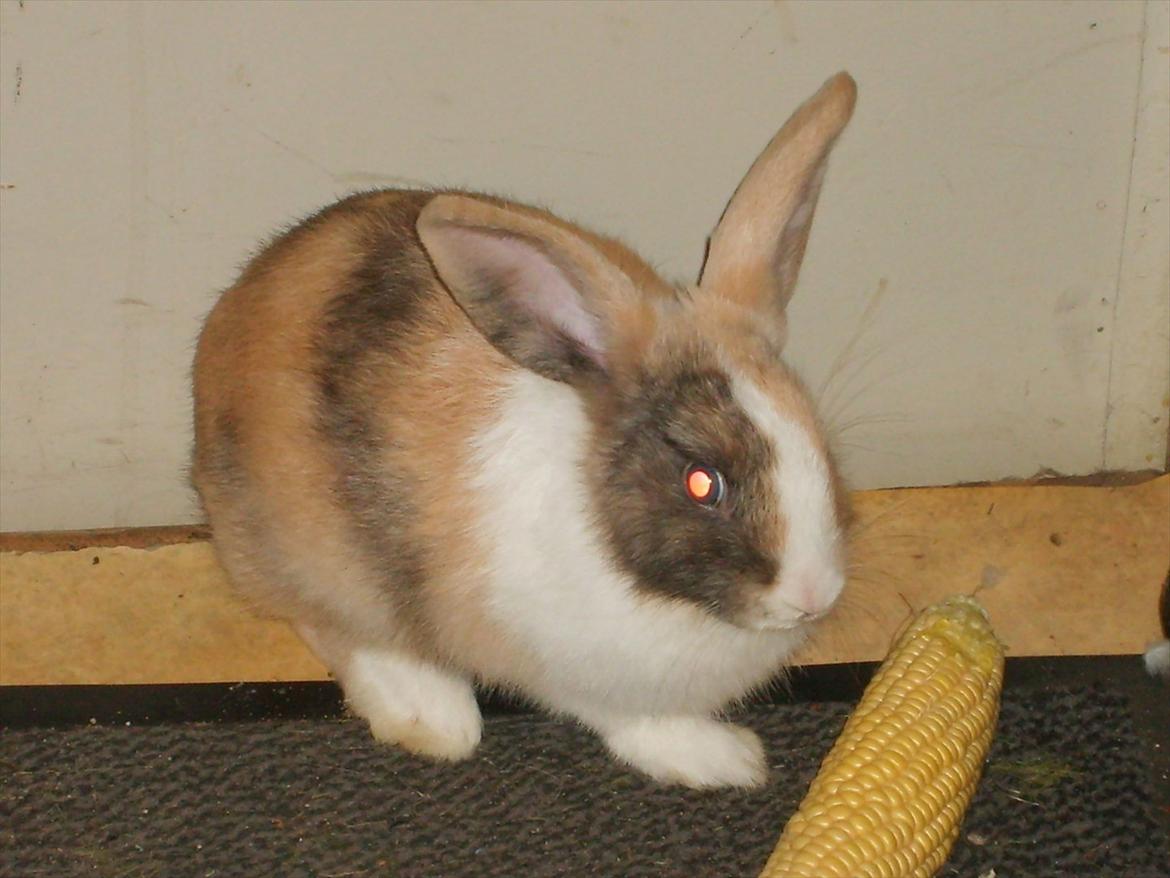 Kanin snuppi billede 9