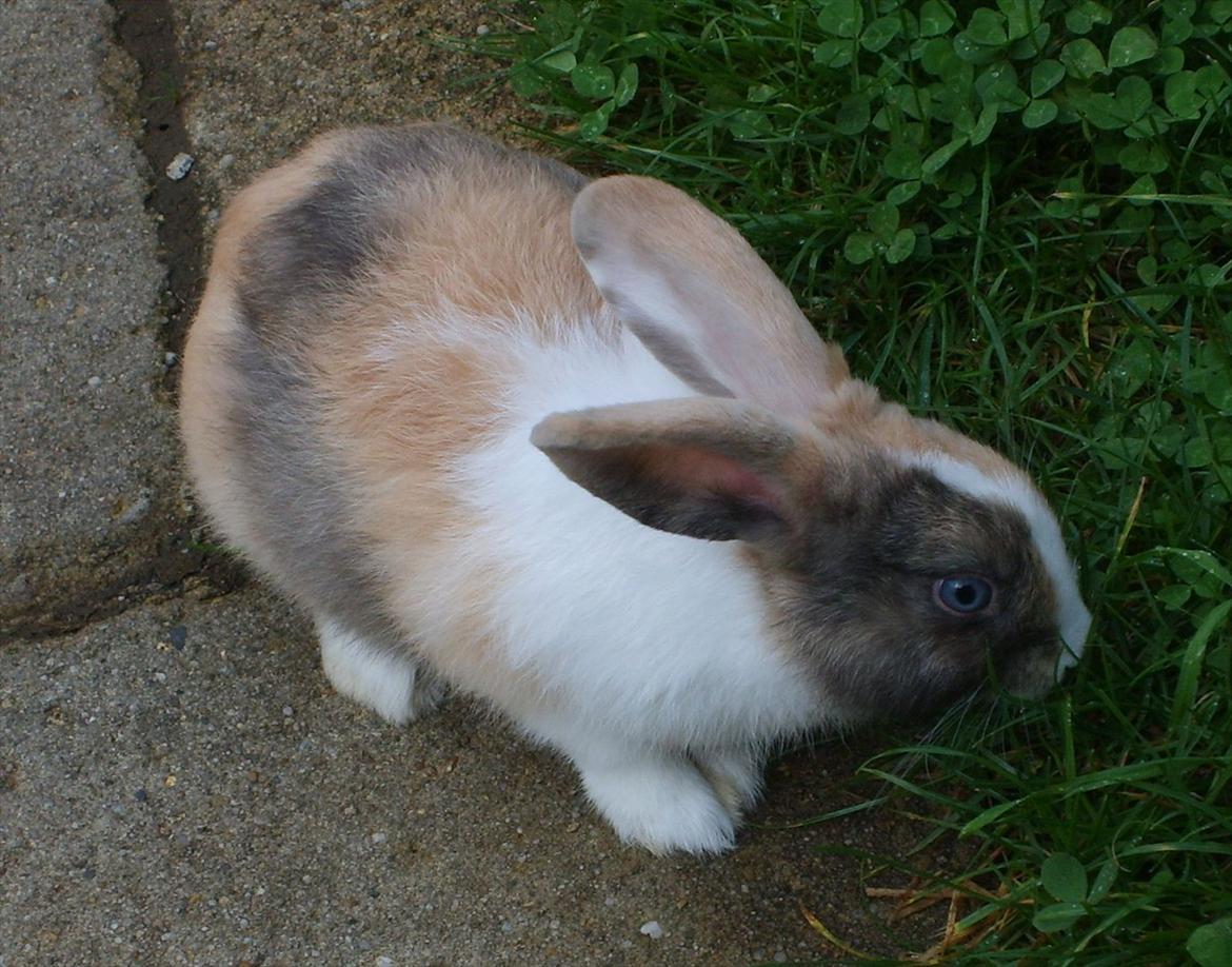 Kanin snuppi billede 10