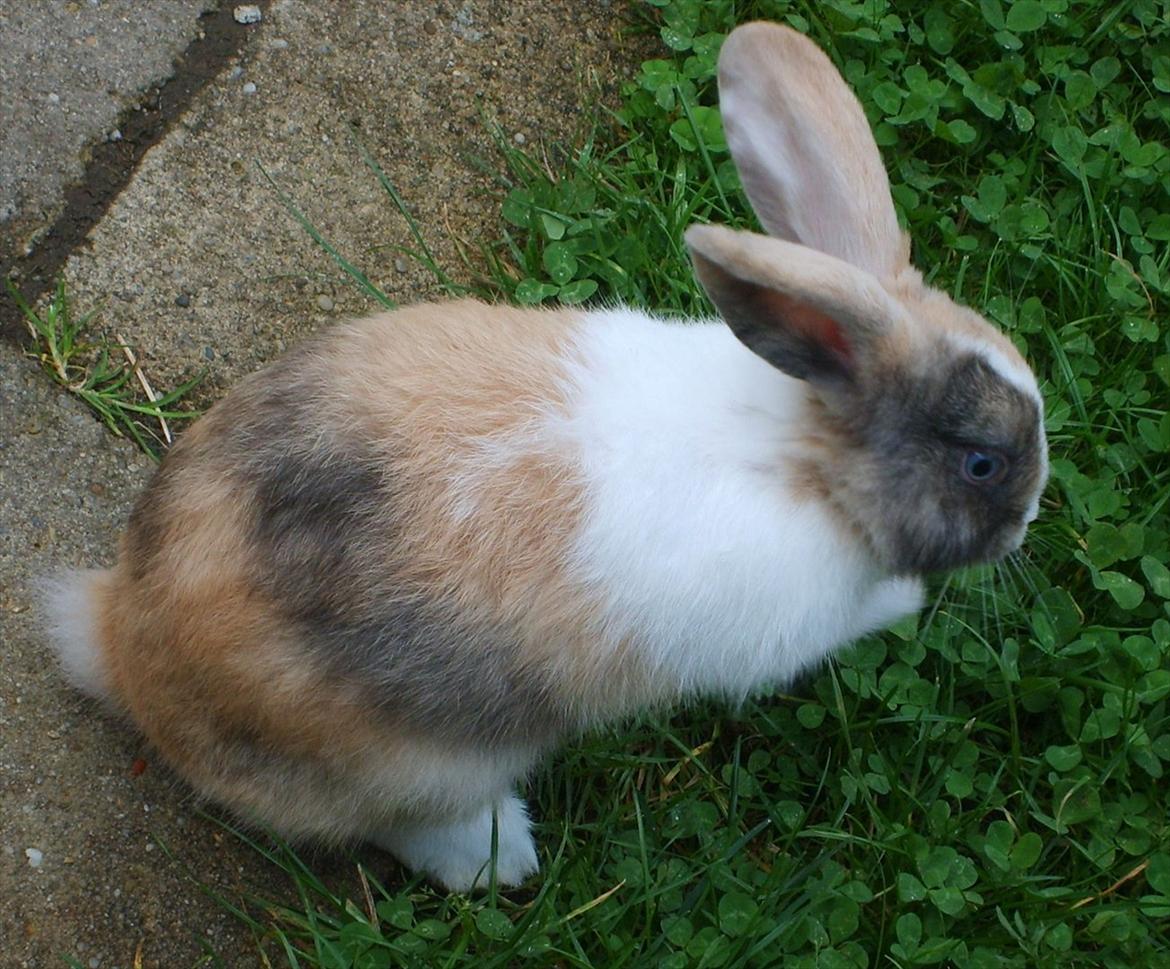 Kanin snuppi billede 11