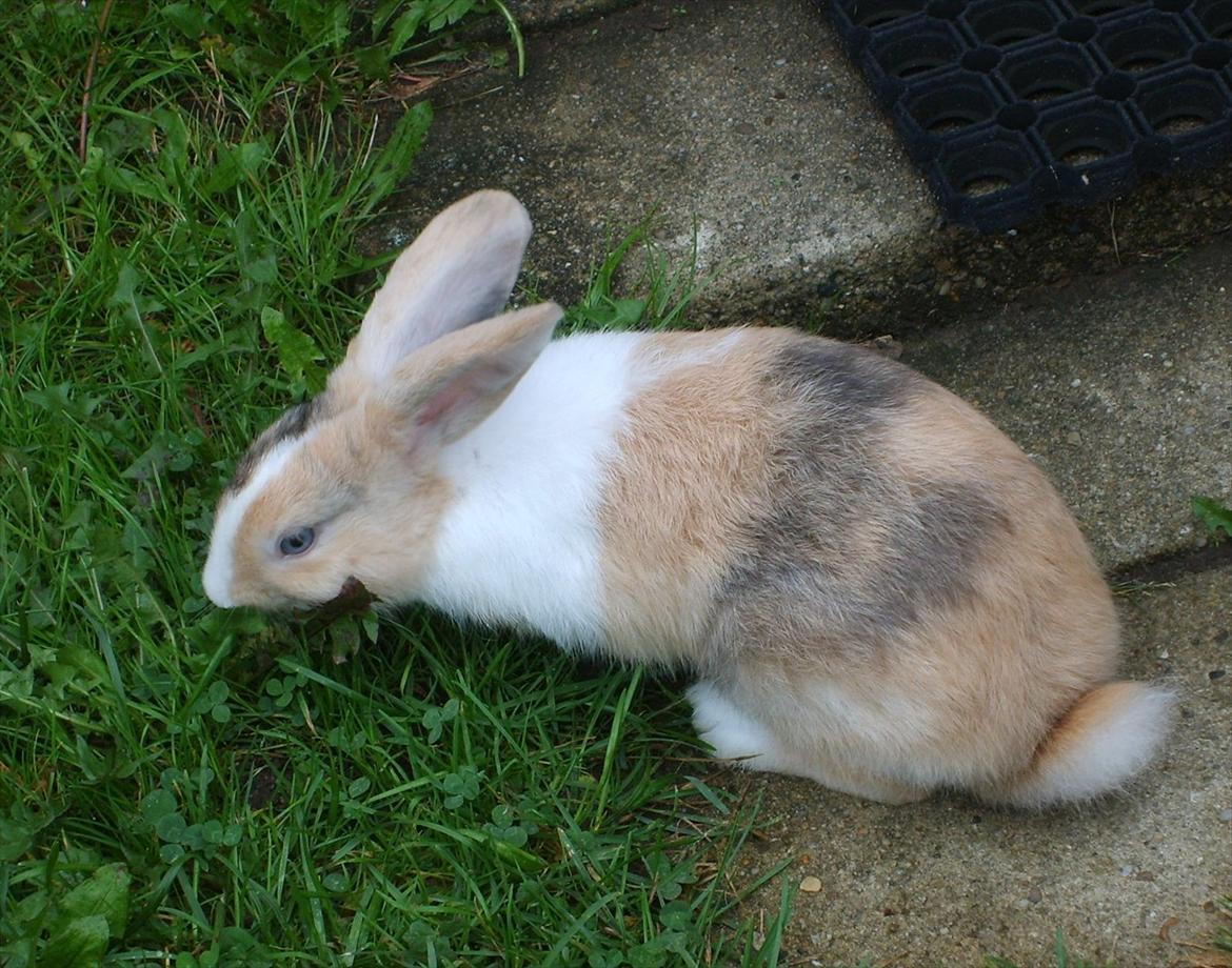 Kanin snuppi billede 1