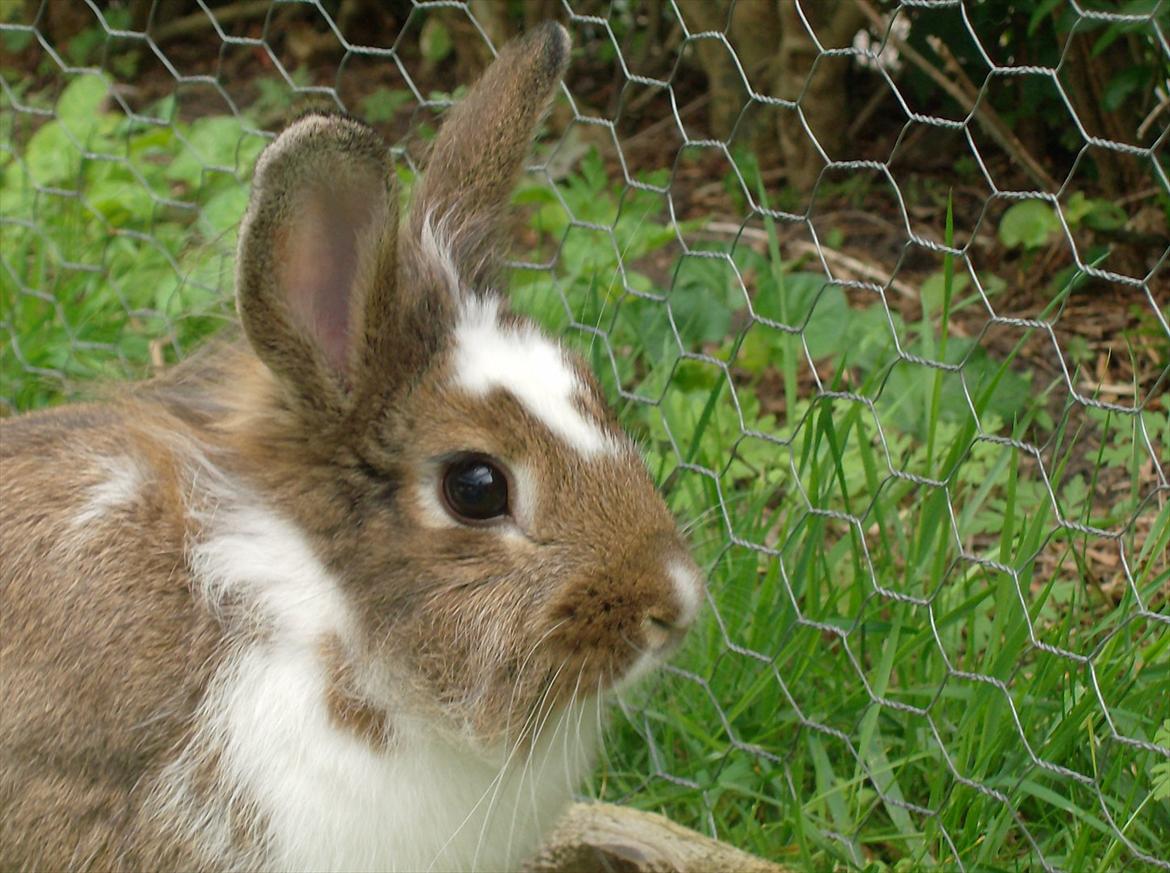 Kanin Unica billede 15