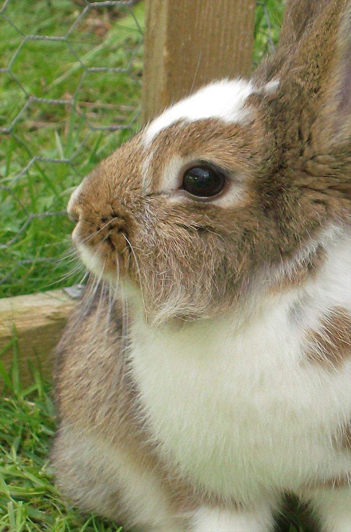 Kanin Unica billede 14