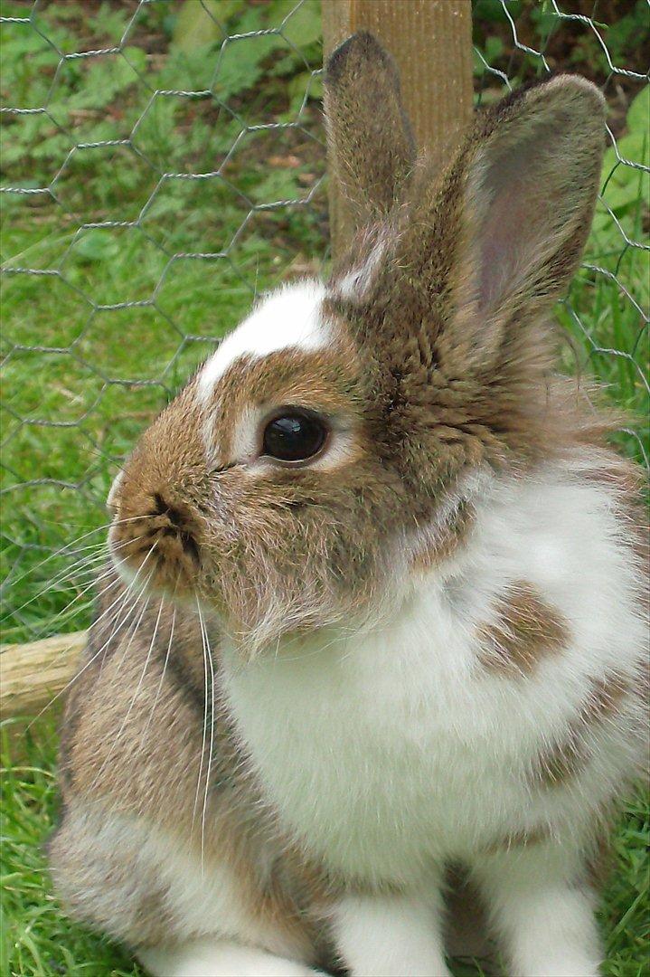 Kanin Unica billede 13