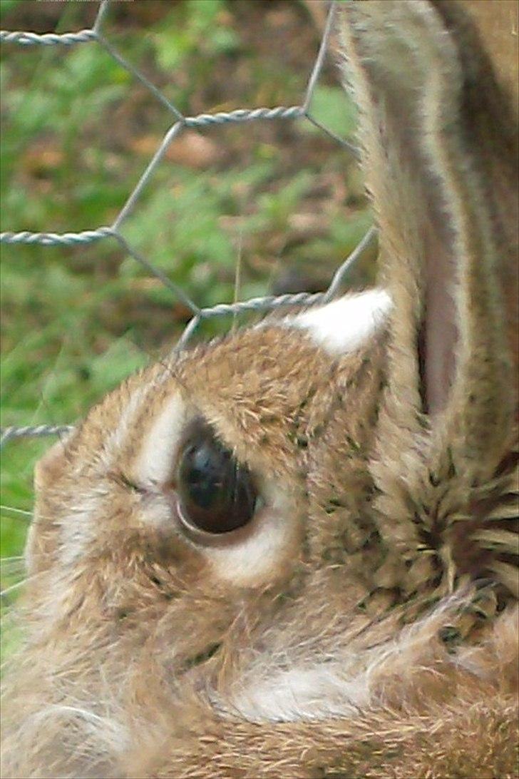 Kanin Unica - Tak for kigget :D billede 20