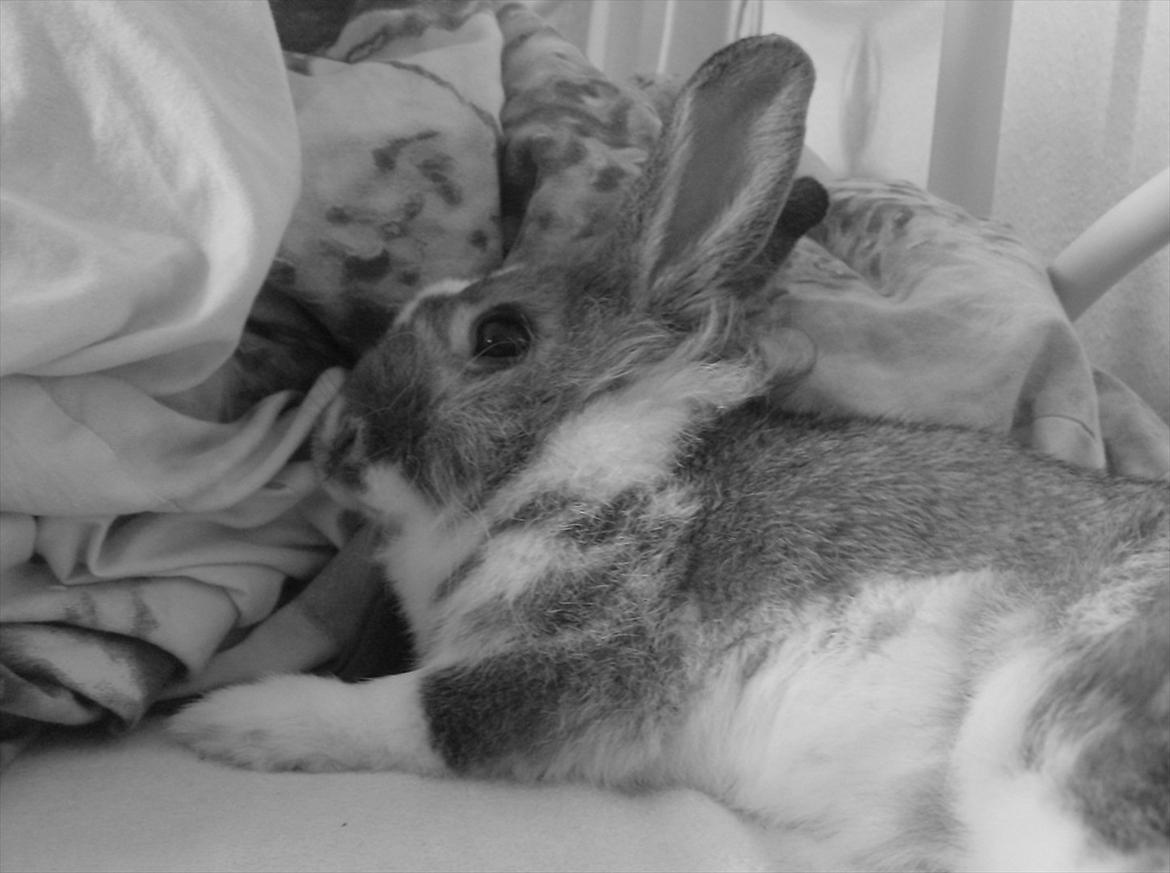 Kanin Unica - Så blev man vist lidt træt :D billede 19