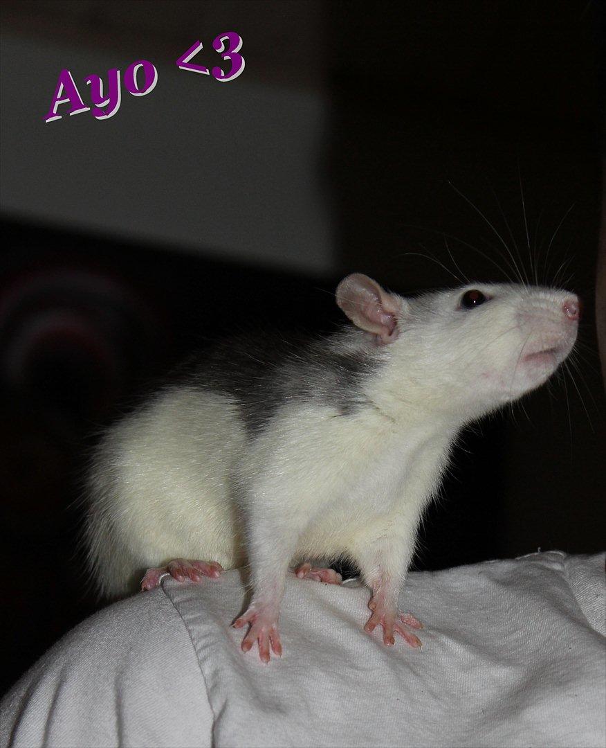 Tamrotte Ayo - 6 måneder <3 billede 16