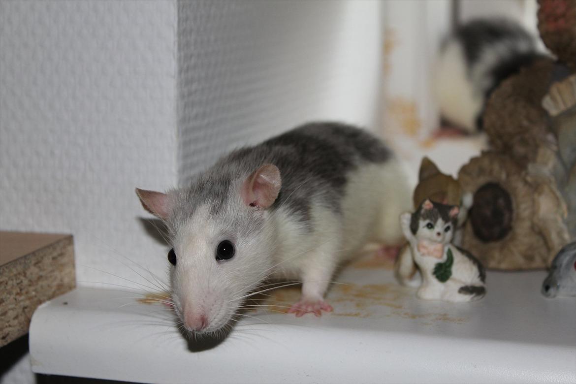 Tamrotte Ayo - Ayo leger i vinduet :) billede 17