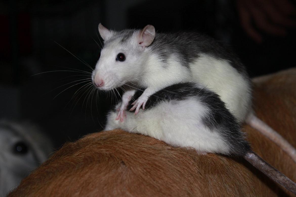 Tamrotte Ayo - Ayo og Enya får ridetur af Liva *s* billede 18