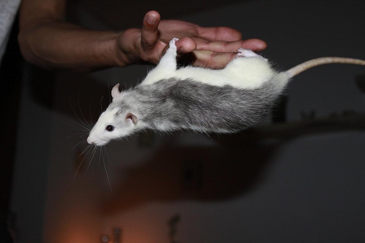 Tamrotte Ayo - Mors smukke mus leger akrobat med far :) billede 19