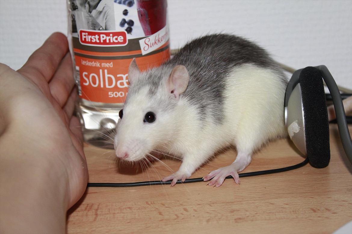 Tamrotte Ayo - Ayo nusen 6 mdr. <3 billede 20