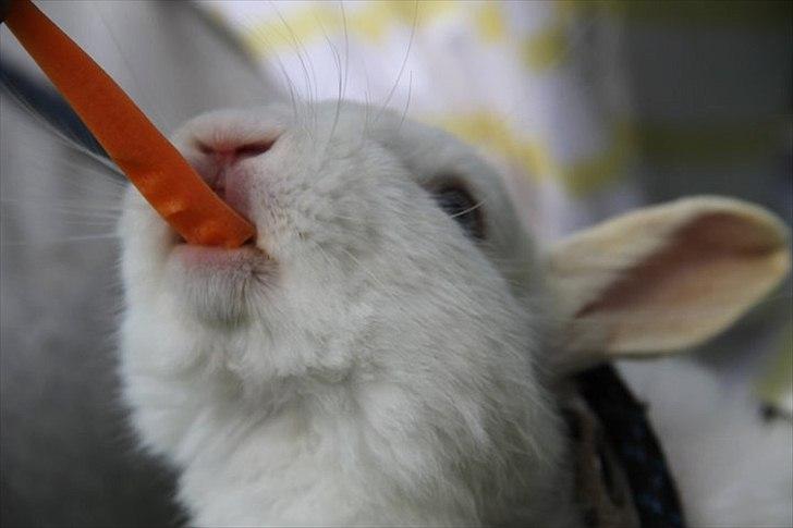 Kanin snowey billede 1