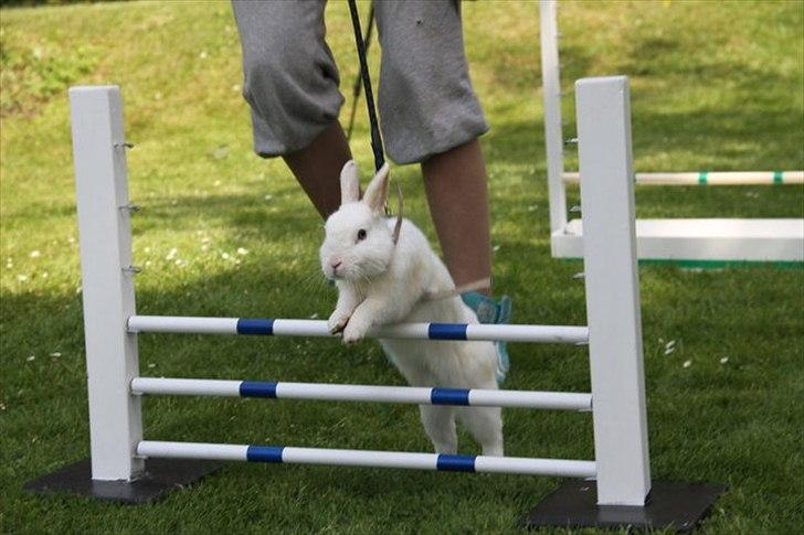 Kanin snowey billede 2