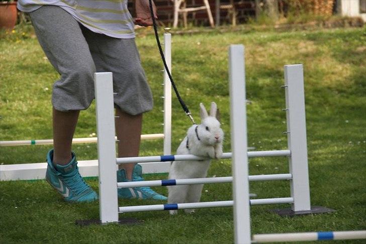 Kanin snowey billede 3