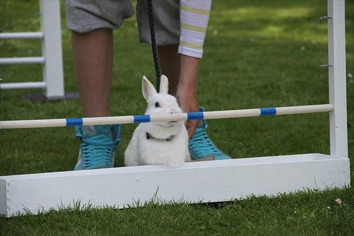 Kanin snowey billede 4