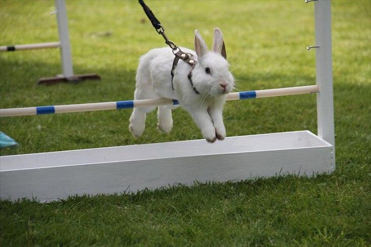 Kanin snowey billede 5