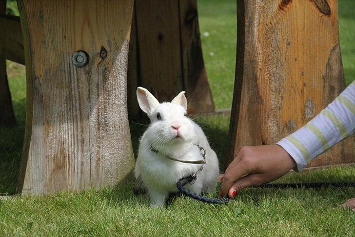 Kanin snowey billede 6