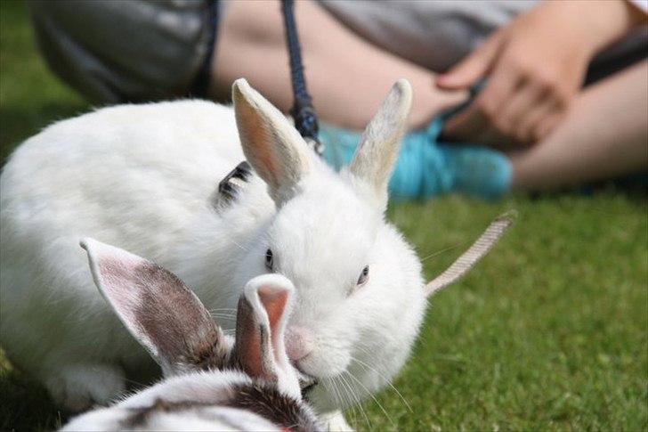 Kanin snowey billede 7