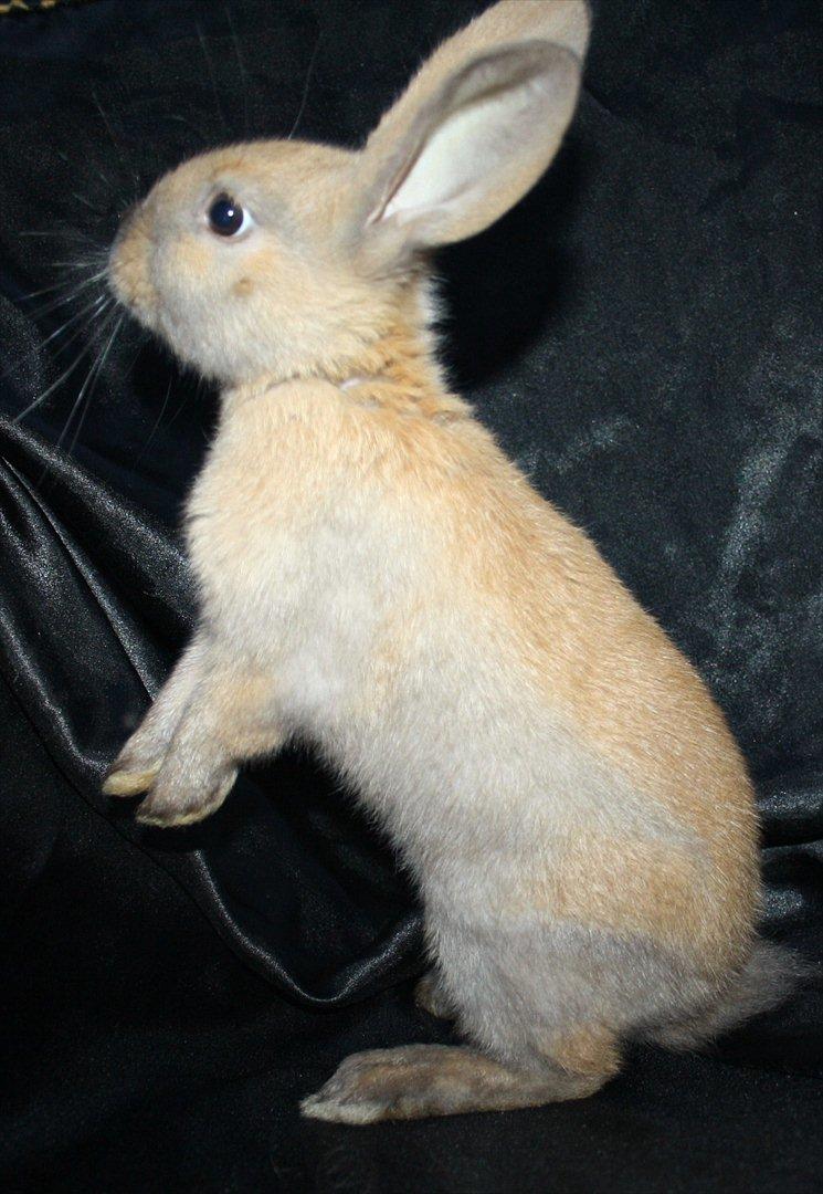 Kanin Magics Mindy billede 1