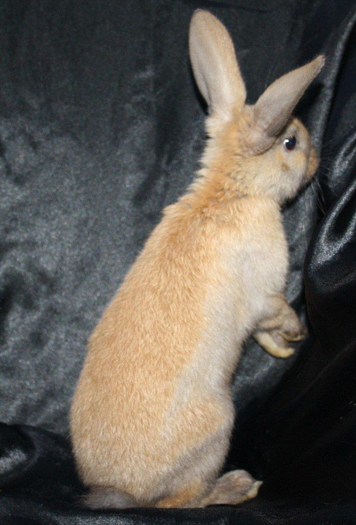 Kanin Magics Mindy billede 2