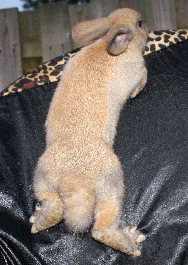 Kanin Magics Mindy billede 3